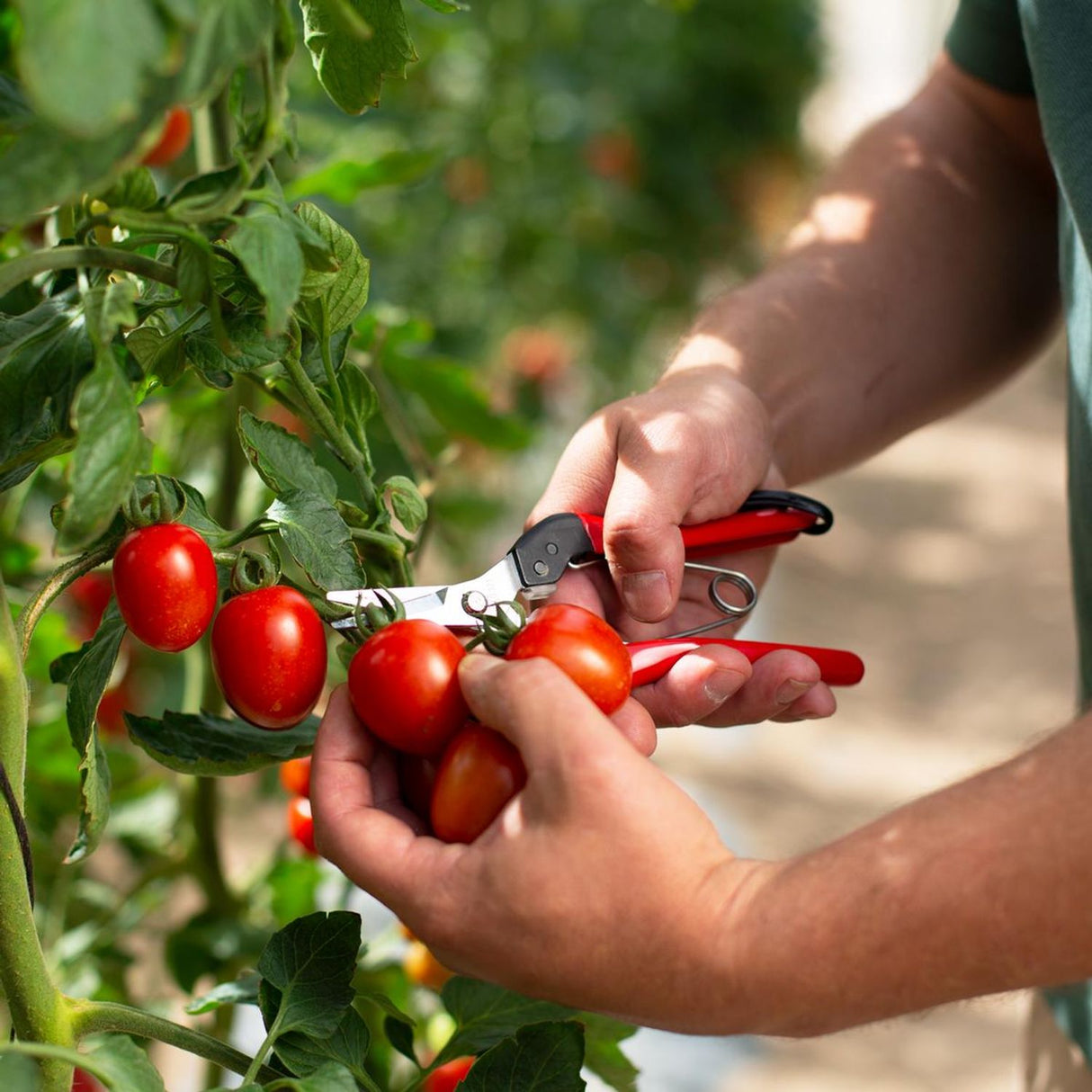 321 Picking and Trimming Snips