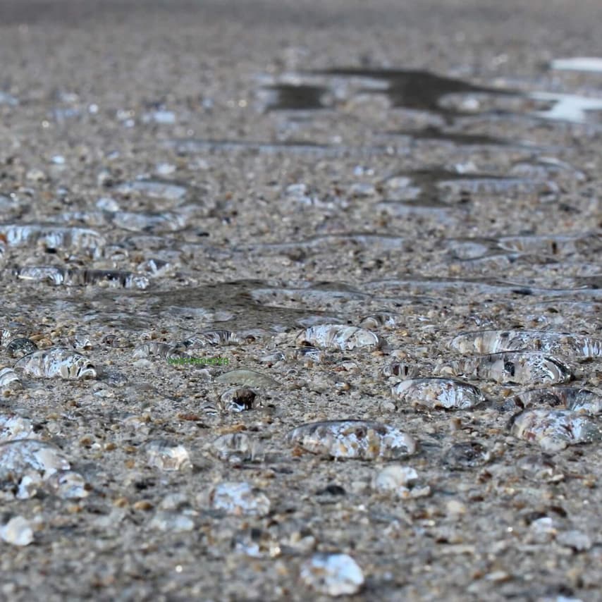 Concrete Dustproofer Internal and External 5 Liter