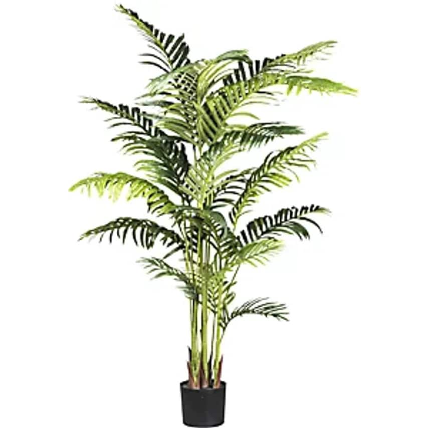 Kentia Fosteriana, Plastic Pot, Height 1600 mm