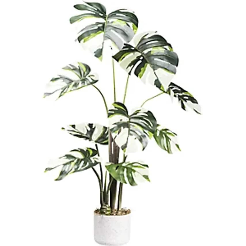 Monstera Variegata, Melamine Pot, Set of 2, Height 1000 mm