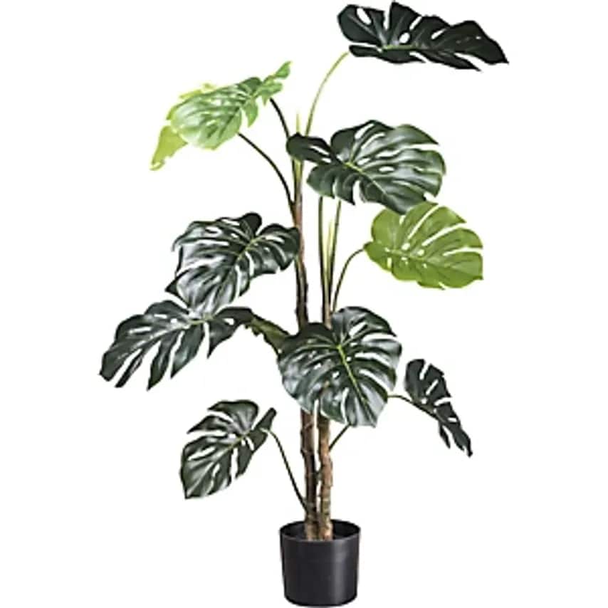 Swiss Cheese Plant, Plastic Pot, Height 1400 mm