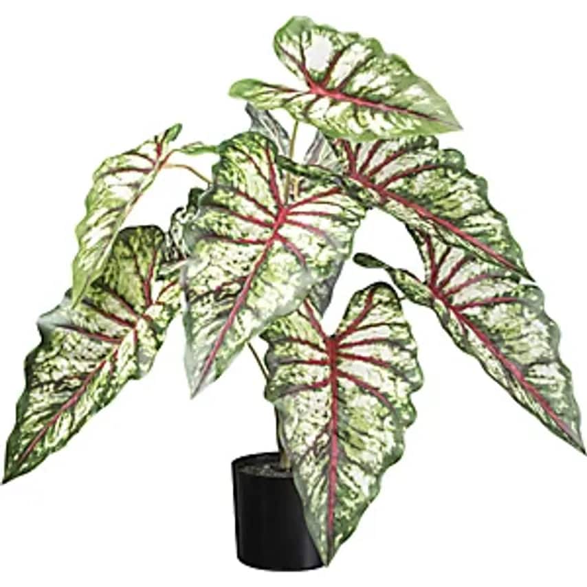 Syngonium, Plastic Pot, Set of 2, Height 660 mm