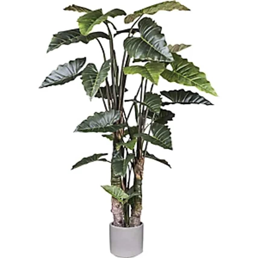 Taro Plant, Cement Pot, Height 2600 mm